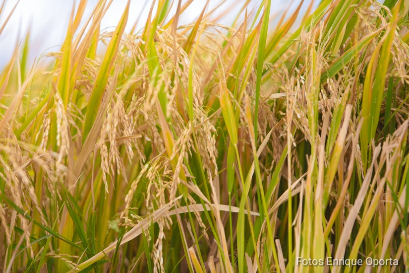 ARROZ